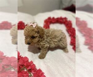 Poodle (Toy) Puppy for sale in FORT LAUDERDALE, FL, USA