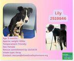 Small #2 Labrador Retriever Mix