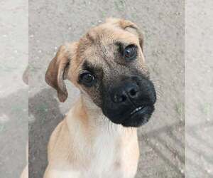 Linden - Male Box-a-Pug Dog for Adoption - Photo #13