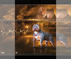 Father of the American Bully puppies born on 07/09/2025
