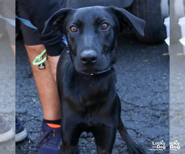Medium Photo #7 Labrador Retriever-Unknown Mix Puppy For Sale in Washington, DC, USA