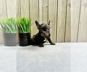 French Bulldog Litter for sale in POWHATAN, VA, USA