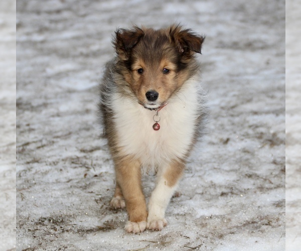 Medium Photo #2 Shetland Sheepdog Puppy For Sale in CLAYTON, WA, USA