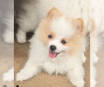 Puppy Posiedon Pomeranian