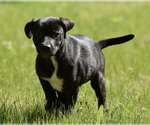 Small Shepweiller