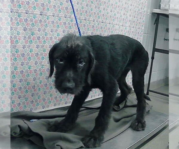 Medium Photo #4 Boxer-Unknown Mix Puppy For Sale in Bullard, TX, USA