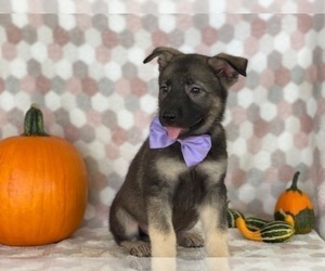 German Shepherd Dog-Unknown Mix Puppy for sale in LANCASTER, PA, USA