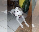 Small #8 American Pit Bull Terrier Mix