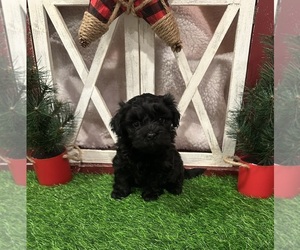 Poovanese Puppy for sale in JASPER, GA, USA