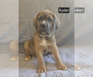 Cane Corso Puppy for sale in MINERAL WELLS, WV, USA