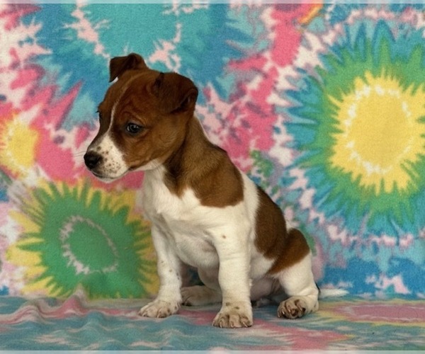 Medium Photo #4 Jack Russell Terrier Puppy For Sale in LANCASTER, PA, USA