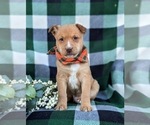 Small Photo #3 American Bulldog-Border Collie Mix Puppy For Sale in LINCOLN UNIVERSITY, PA, USA