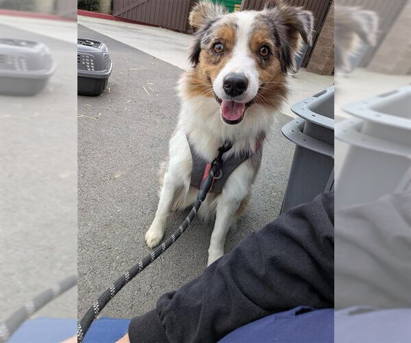 Medium Photo #2 Australian Shepherd-Unknown Mix Puppy For Sale in Elk Grove, CA, USA