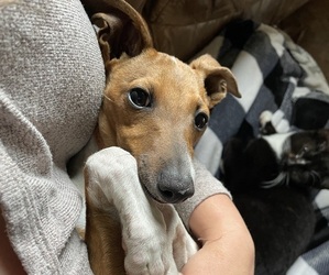 Italian Greyhound Puppy for sale in LANCASTER, MO, USA