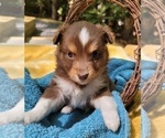 Small Photo #2 Miniature Australian Shepherd Puppy For Sale in CLAYTON, NC, USA