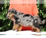 Small #5 Bernedoodle (Miniature) (+ Poodle Miniature)