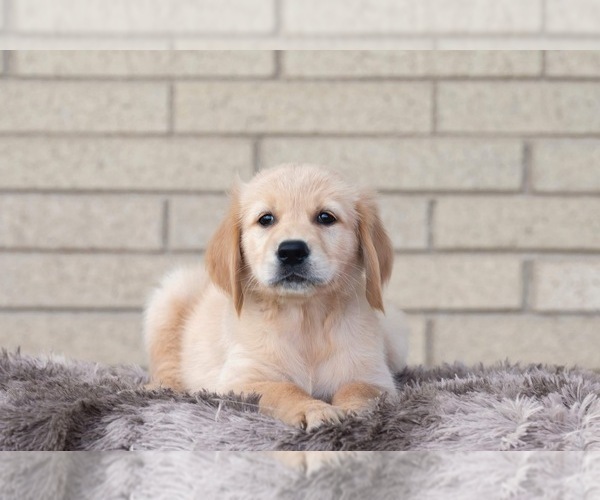 Medium Photo #2 Golden Retriever Puppy For Sale in ROANOKE, IL, USA