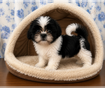Small #4 Shih Tzu