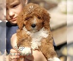 Small #2 Goldendoodle (Miniature)
