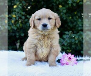 Golden Retriever Puppy for sale in NEWPORT, PA, USA
