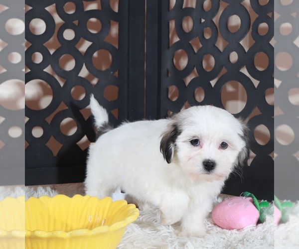 Medium Photo #3 Zuchon Puppy For Sale in MOUNT VERNON, OH, USA