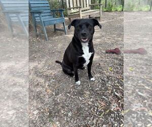Labrador Retriever-Unknown Mix Dogs for adoption in Elmsford, NY, USA
