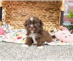 Small #4 Shih Tzu