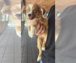 Australian Shepherd Puppy for sale in ORLANDO, FL, USA