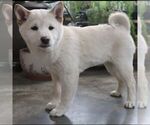 Small #3 Shiba Inu