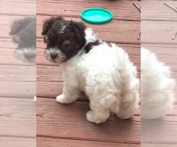 Medium Photo #6 Havanese Puppy For Sale in GREEN SEA, SC, USA