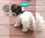Small #5 Havanese