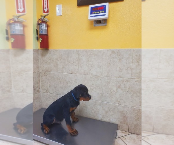 Medium Photo #5 Rottweiler Puppy For Sale in SPRING, TX, USA