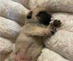 Small Photo #11 Pug Puppy For Sale in ZEBULON, NC, USA