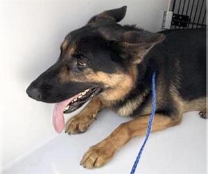German Shepherd Dog-Unknown Mix Dogs for adoption in Houston, TX, USA