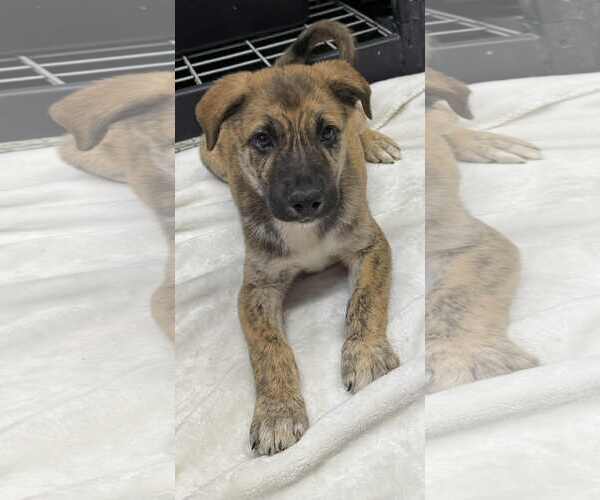 Medium Photo #3 Collie-German Shepherd Dog Mix Puppy For Sale in Mechanicsburg, PA, USA