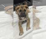 Small #2 Collie-German Shepherd Dog Mix