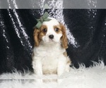 Small Photo #2 Cavalier King Charles Spaniel Puppy For Sale in WARSAW, IN, USA