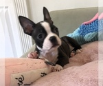 Small Photo #1 Boston Terrier Puppy For Sale in SYLMAR, CA, USA