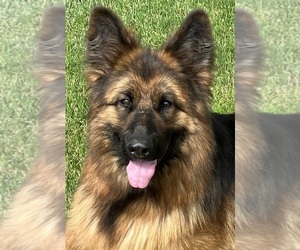 German Shepherd Dog Puppy for sale in WALLA WALLA, WA, USA