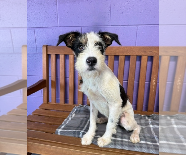 Medium Photo #2 Mutt Puppy For Sale in Genesee, WI, USA