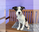 Small #1 Mutt