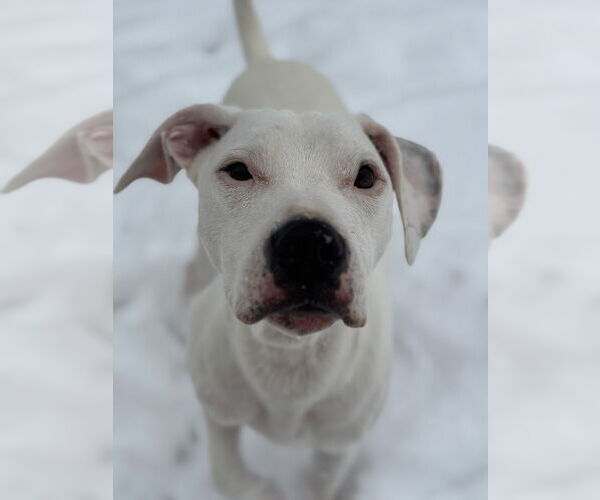 Medium Photo #9 Argentinian Mastiff-Unknown Mix Puppy For Sale in Mooresville, NC, USA