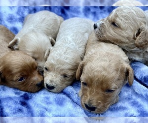 Cavapoo (Miniature) Puppy for Sale in WAUSEON, Ohio USA