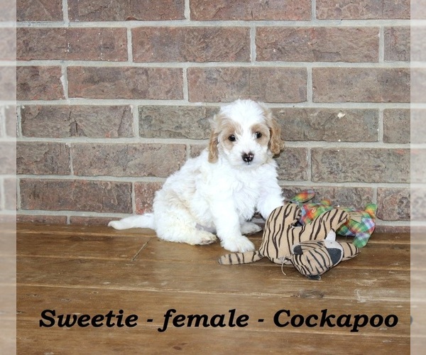 Medium Photo #4 Cock-A-Poo Puppy For Sale in CLARKRANGE, TN, USA