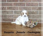 Small #3 Cock-A-Poo