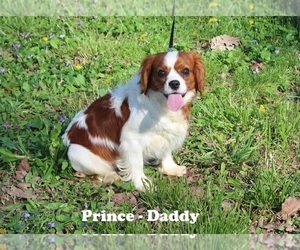 Father of the Cavalier King Charles Spaniel puppies born on 03/15/2024