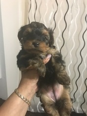 Yorkshire Terrier Puppy for sale in GRAND RAPIDS, MI, USA