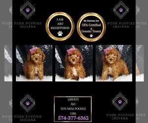 Poodle (Toy) Puppy for sale in WARSAW, IN, USA
