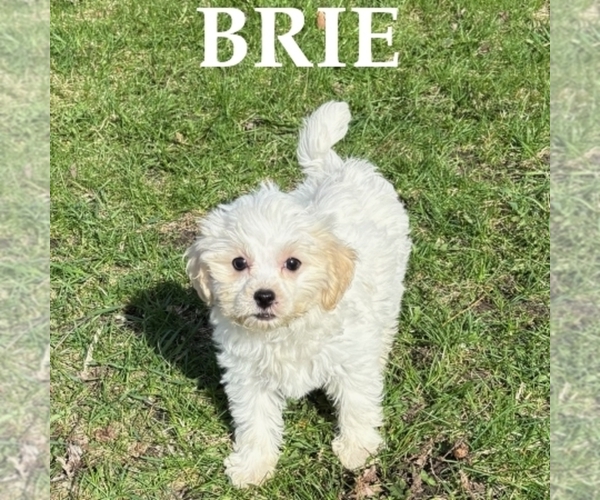 Medium Photo #2 Shih-Poo Puppy For Sale in HARTLAND, MN, USA