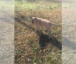 Small #2 Black Mouth Cur Mix